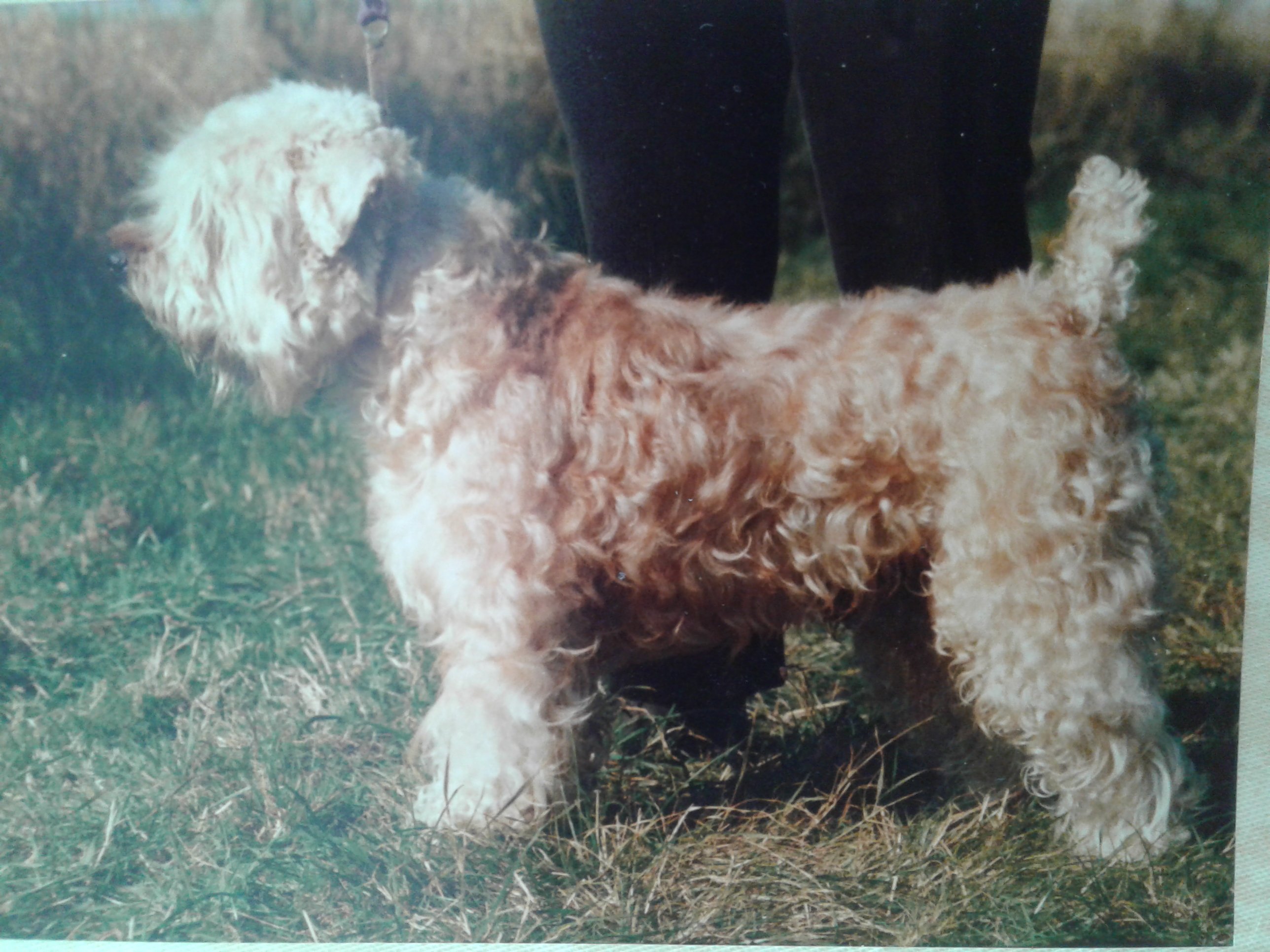1978 - CH Roisin’s Morgan Hadiya (1)