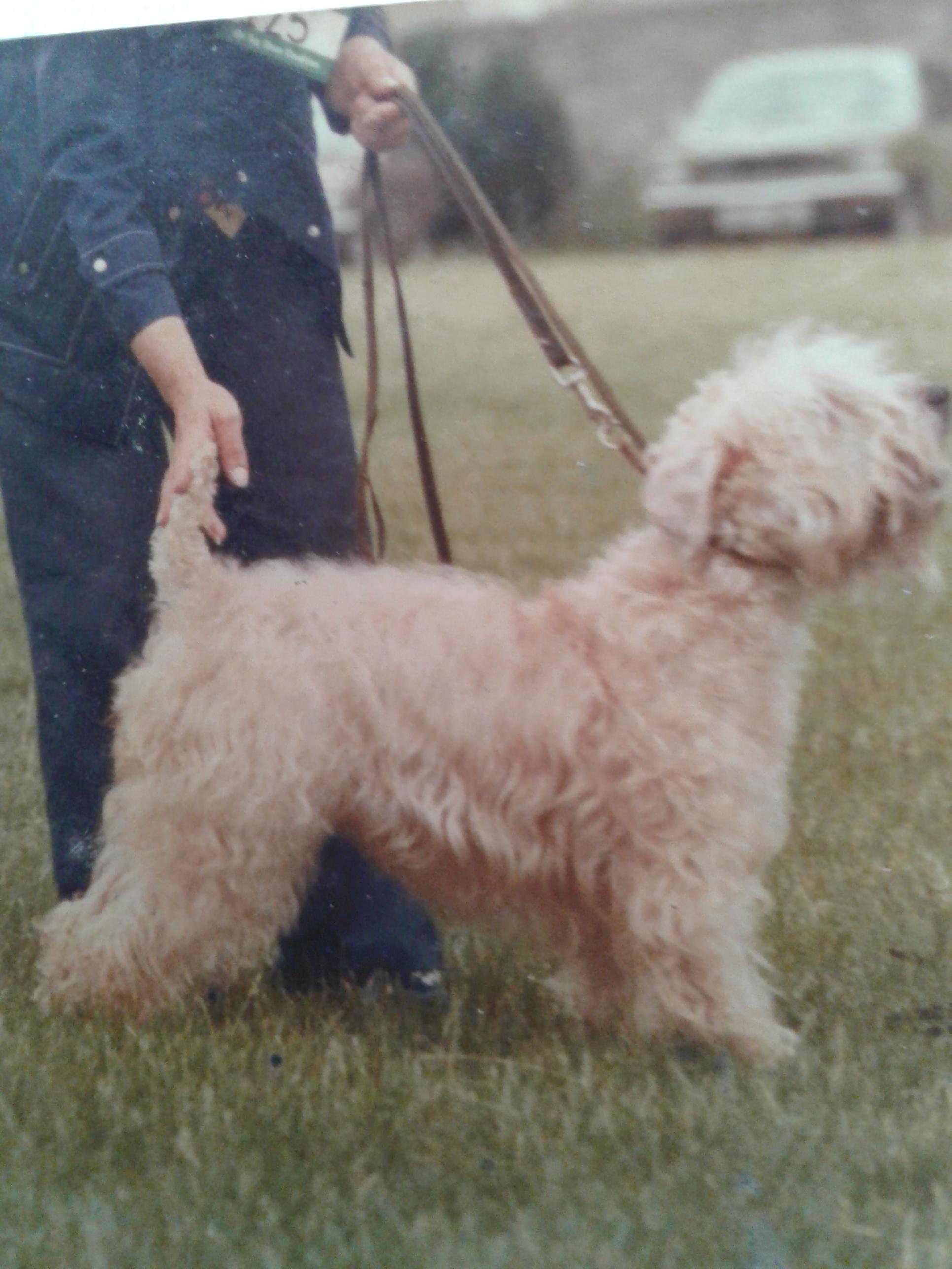 1979 - CH Roisin’s Morgan Hadiya (1)