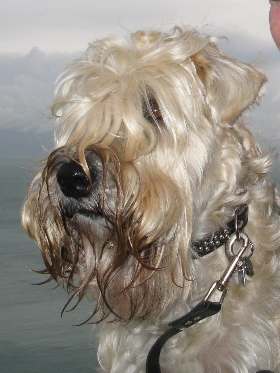 2007  Irish & Swedish Champion The Philosopher At Kealdale