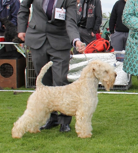 2009 Feanaro Niallan Naomhan 