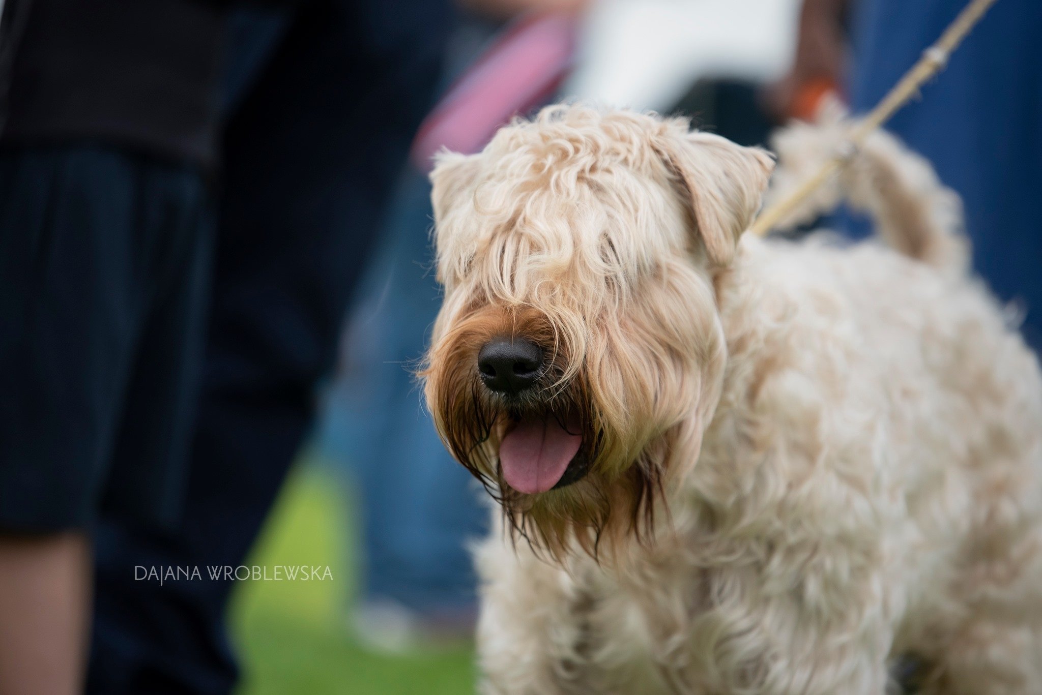 2019 Macfinn Victor Creed  (2)