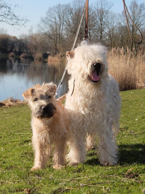 Puppy and Adult Irish Wheaten Terriers