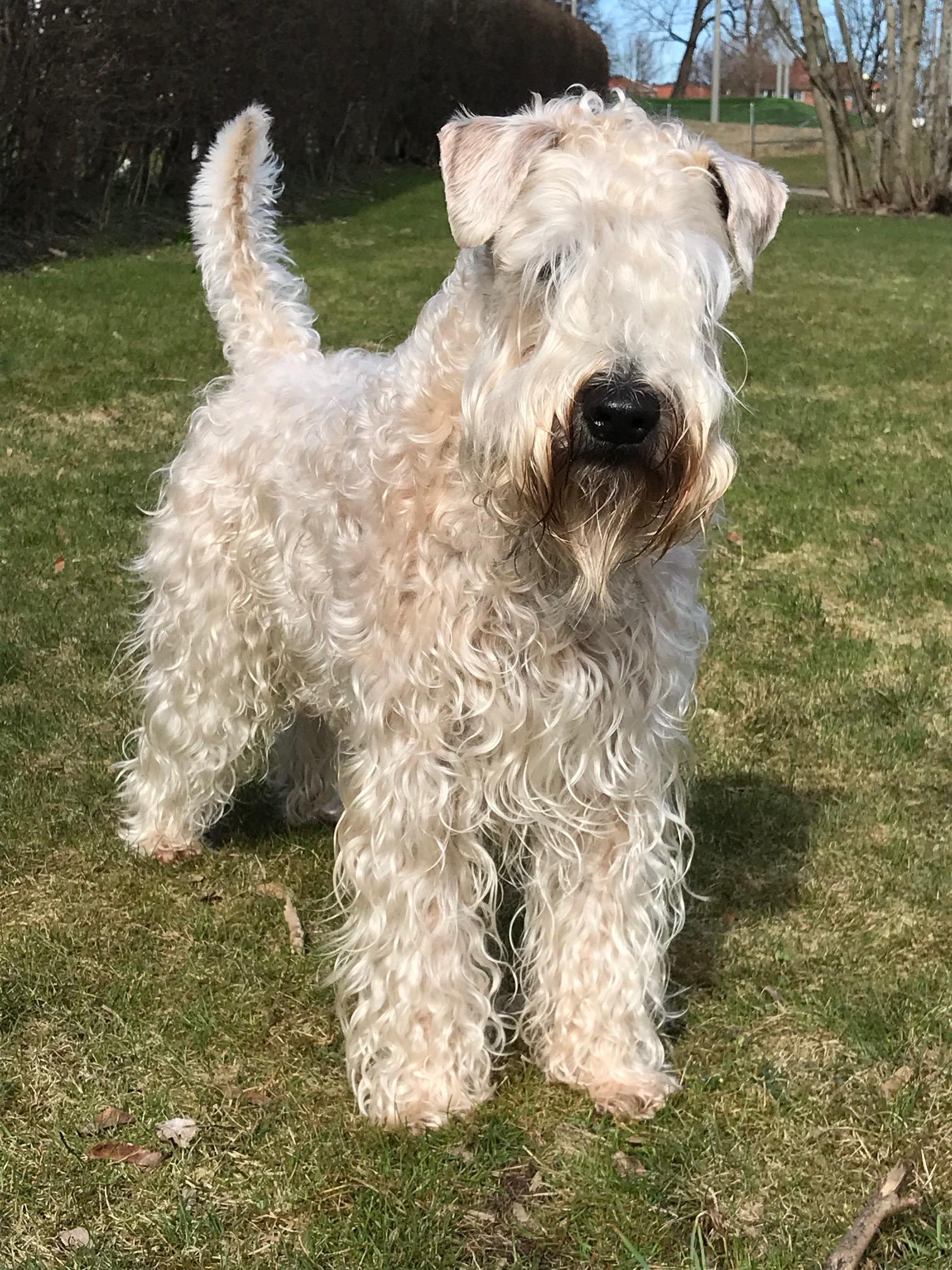 Irish Soft-Coated Wheaten Terrier