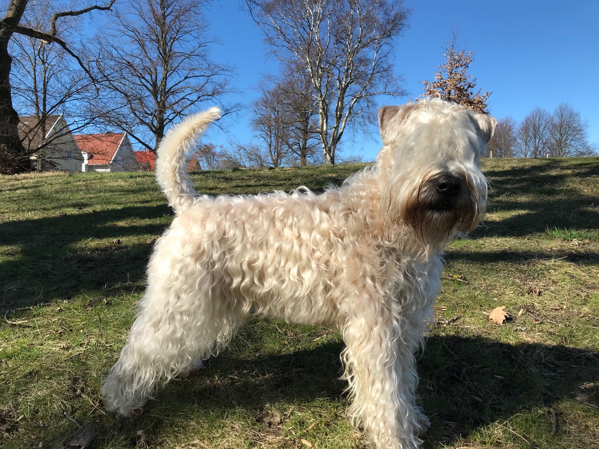 Wheaten Terrier Wheaten Terrier