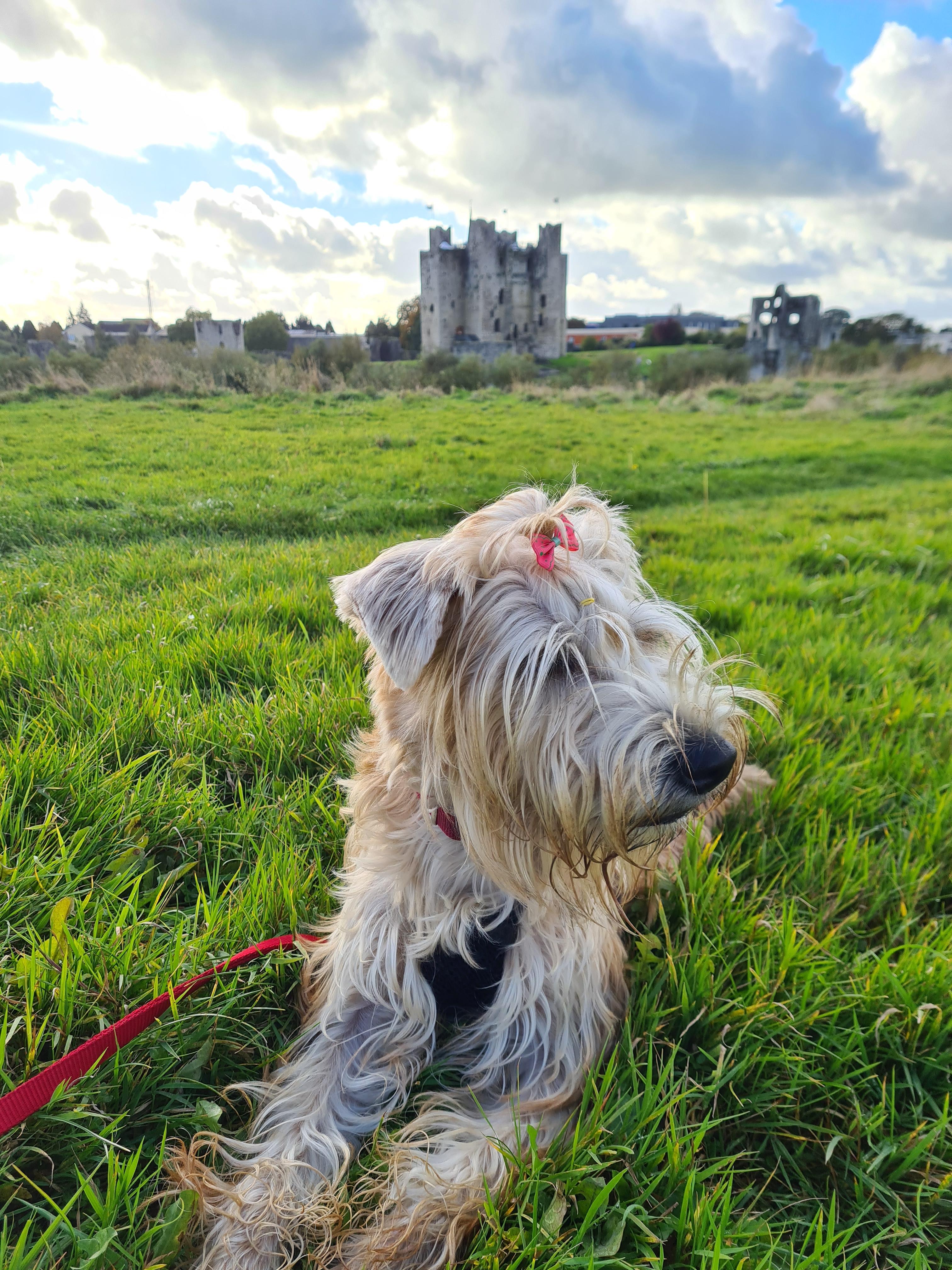 Oct 2021 Wheaten Walk