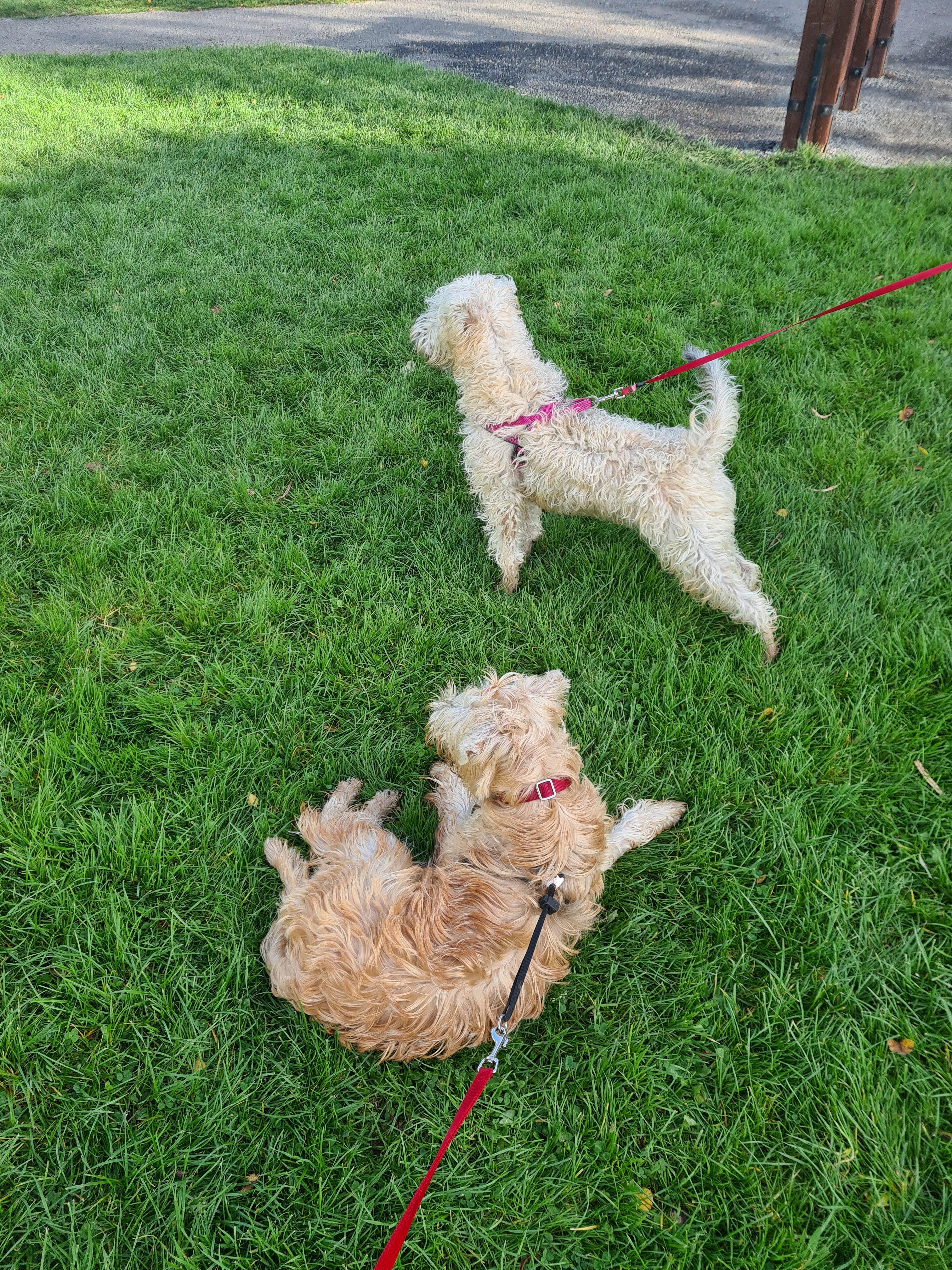 Oct 2021 Wheaten Walk Oct 2021 Wheaten Walk